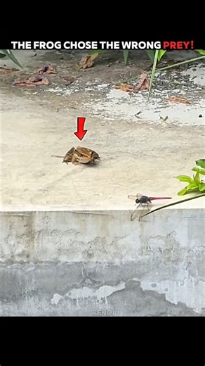 The Frog Was Too Confident! 🐸 #trending #animals #wildlife #youtubeshorts #frog