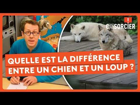 Quelle est la différence entre un chien et un loup ? - C'est pas sorcier