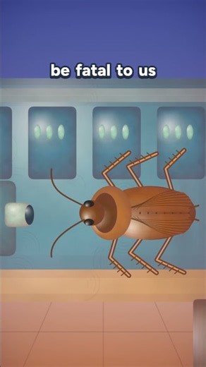 Can a cockroach survive an atomic bomb? 🪳💥 #didyouknow #mythorfact #mindblowingfacts