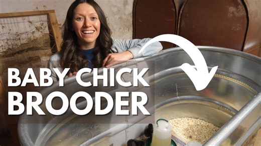 Follow these steps to set up a baby chick brooder