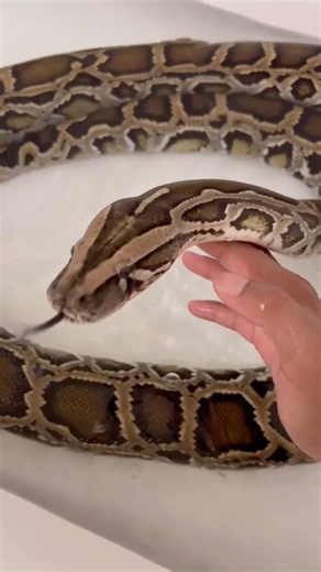 My Giant Burmese Python Needed My Help With This! 🐍😮 #snake #reptiles #burmesepython