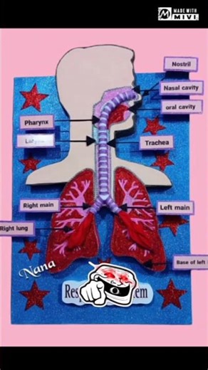 🚀 School Science Project: Working Rocket Model | 100% Real Launch