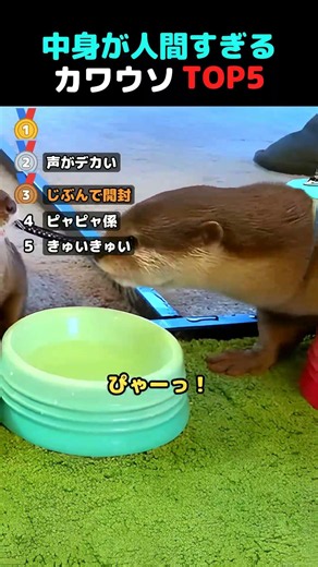 中身が人間すぎるカワウソ 主張強めTOP5 #カワウソ #動物