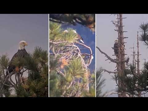 FOBBVCAM Eagles 🦅 Shadow & Kaydee Frolic Around the Habitat🎡 Roost Tree for One🌲 2026 Oct 17
