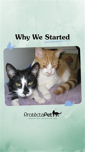 This wasn't an easy story to tell.. 😪🐈 Like you, we’re cat owners, and ProtectaPet was founded after experiencing firsthand the tragic dangers faced by free-roaming cats. Today, we’ve helped protect over 37,000 cats from the same fate without compromising their outdoor lifestyle. 😻 To keep your cats safe, visit us at www.ProtectaPet.com #catproofgarden #catfening #catio #catenclosure | ProtectaPet
