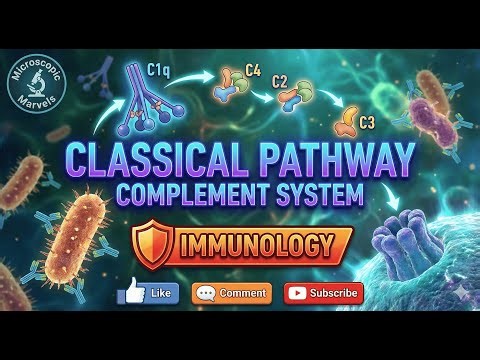 Classical Complement Pathway - immunology | Microscopic Marvels |