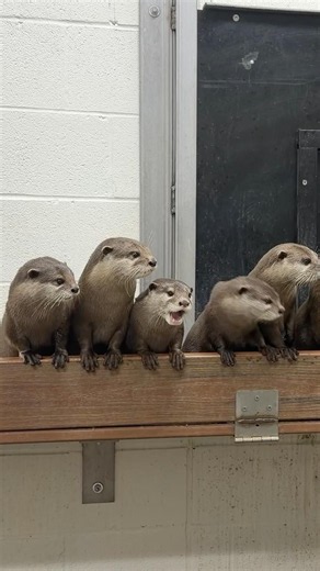 The Asian Small Clawed Otter line up!