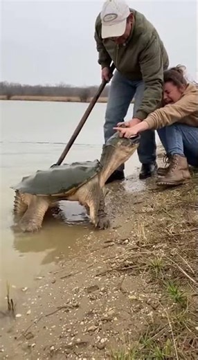Snapping Turtle Bites Woman by Swamp Edge