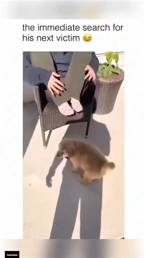 Funny and cute dogs compilation 🤣... #funnydog #cutedog #doglover #dogsofttiktok #dog