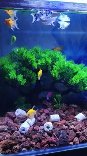 glofish and mollyfish 🐠🐟 #fish #aquarium #shorts