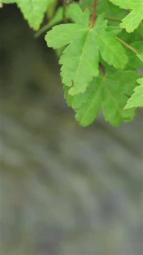 DSA Day 4 | Algorithms Explained Simply | Step-by-Step for Beginners #facts #python #react #webdev