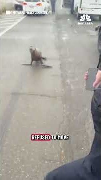 Sea lion safely removed from road in Hayward