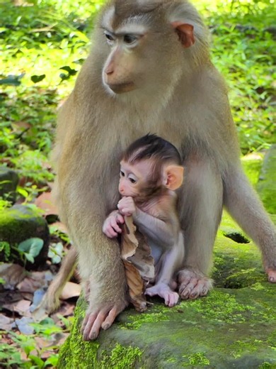 Abandoned Baby Monkey Rescue and Care Tips