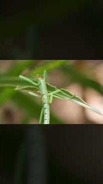 Watch the Peppermint Stick Insect Fight Green Tree Ants | #DeepLook #Shorts