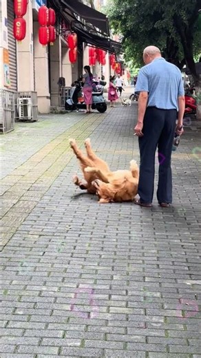 #itch #doglove #dogfun #dogbehavior #dogitch #doglife