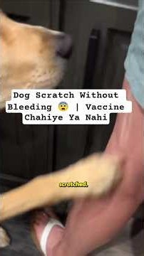 Dog Scratch Without Bleeding 😨 | Vaccine Chahiye Ya Nahi