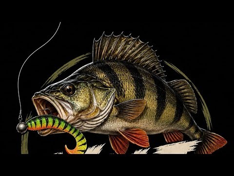 Kaloja jota ollaan saatu videolle 😮🎣 muistakaa seurata.#kalastus #fishing #suomi #fish #hauki #ahven