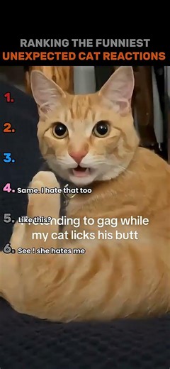 Ranking the funniest unexpected cat reactions #cat #viral #shorts