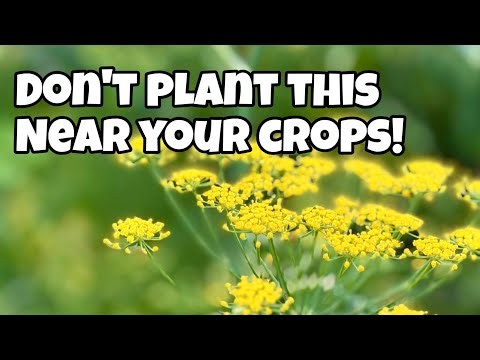 Don’t Grow This Near Other Plants! 