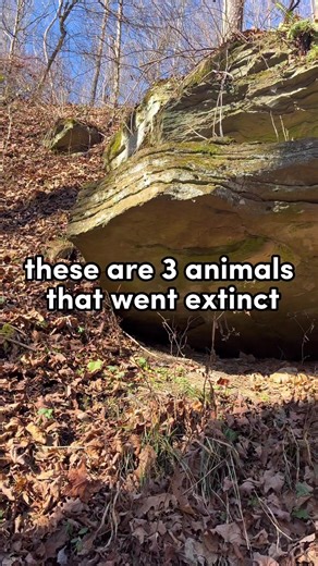 Extinct Animals in the Past 110 Years