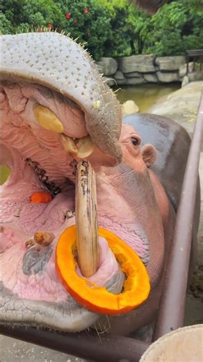 Owner Surprises Hippo With A Tiny Grape 😍♥️ #shorts