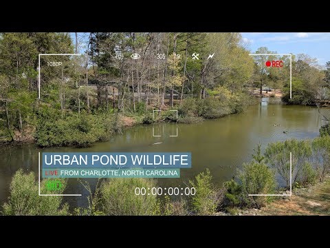 📺 LIVE Weather & Nature Cam — Pond in Charlotte, NC 🌿🦆 Real-Time Temperature & Ambient