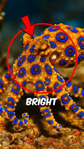 Don’t Touch This Tiny Octopus 😳 (Blue Rings = Danger)