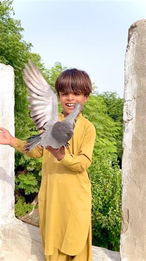Pigeon Magic Growth 🥚➡️🕊️ Egg to Pigeon Transformation #shorts
