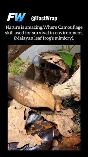 The Amazing Way This Frog Catches Prey! (You Won't Believe It)