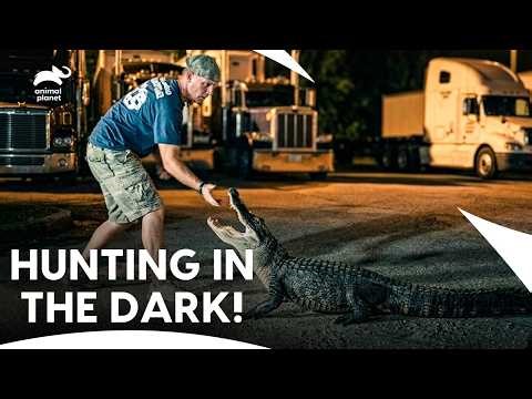 Watch The Gator Boys’ Dangerous Sunset Struggle | Gator Boys S1B E2 | Animal Planet India