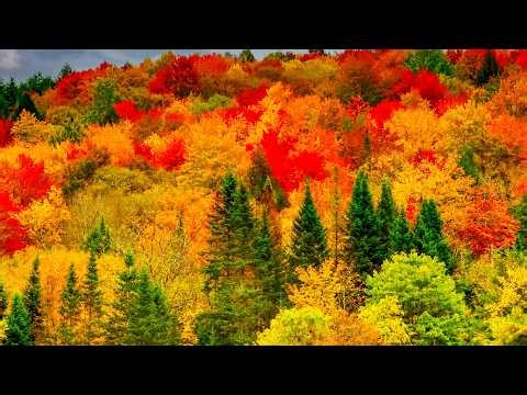 "Autumn Mountain Peace" Beautiful Relaxing Music, Peaceful Soothing Music by Tim Janis