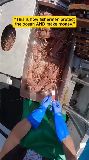 This Wooden Trap Pulls MONSTER Lobsters… Small Ones Go Free 🦞🔥 #Fishing #Lobster #Ocean