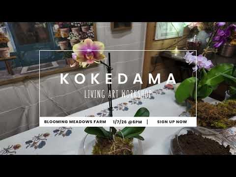 Kokedama Moss Ball - Standard Garden Workshop