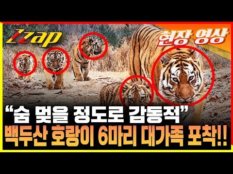 [빠른뉴스 쨉] "숨이 멎을 정도로 감동적"...새끼 5마리 낳은 백두산 호랑이 대가족 포착!!
