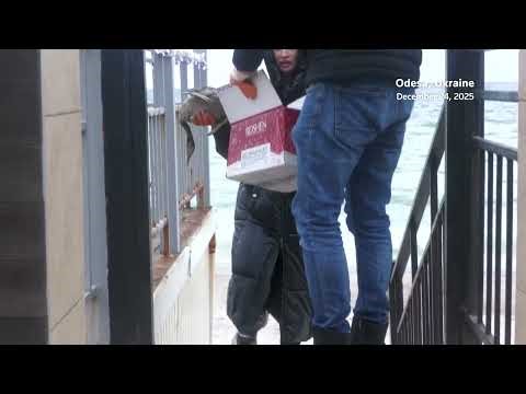 Birds on Odesa's beaches left coated in oil after Russian port strike | REUTERS