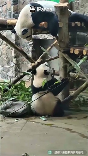 Panda's Kung Fu Match VS. Absolutely Nothing | iPanda #shorts
