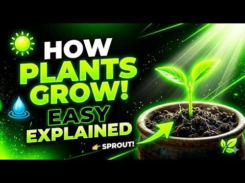 How Plants Grow 🌱 | Photosynthesis Explained Simply|How Do Plants Grow? Easy Biology Explanation