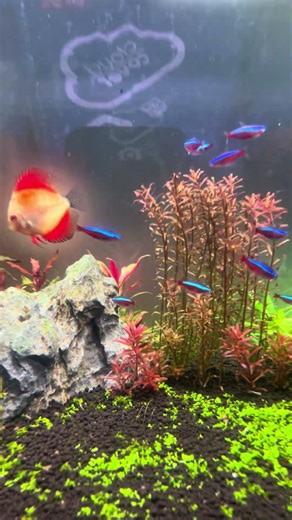 🐠 Beautiful Planted Aquarium Setup | Discus Fish Tank | Aquascape Design #aquarium