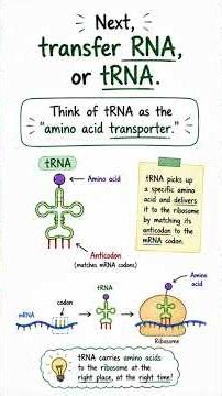 The Three Types of RNA Explained