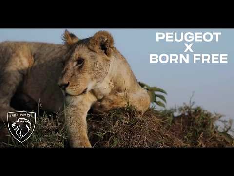 Peugeot l Born Free l 2025 Recap