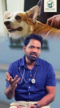 Tick Season Is Here 🐜⚠️ | Protect Your Pet Now | Dr K Venkat Yadav | Pet's Care Hospital
