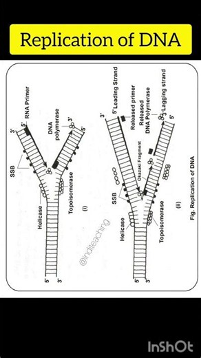 Replication of DNA | neet biology | class 12th biology | @inditeaching