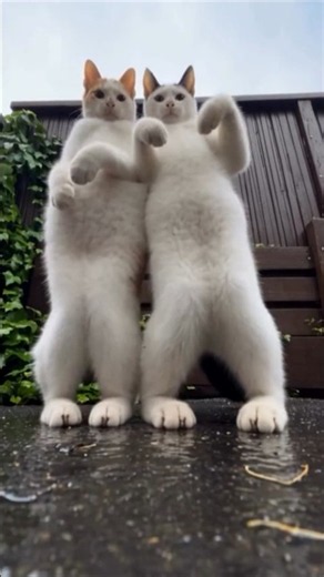 Bad Times 🐱🐈‍⬛ #viral #explore #trending