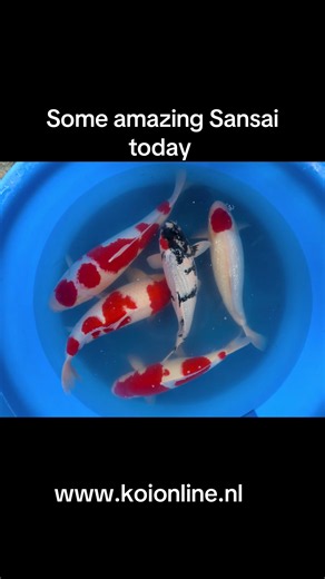 Fisch Meme Explained: What is the