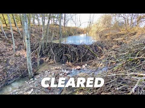 Massive Beaver Dam Removal – Water Finally Breaks Free!