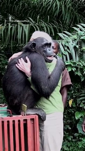 For more than 60 years of her life, Jane Goodall worked to protect the endangered chimpanzees. And t