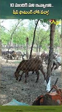 Sheep and Goat Farming #ToneAgri #SheepFarming #GoatFarming #LivestockFarming #ytshorts #trending