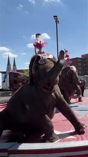 14 elephants forced to perform #elephants #circus