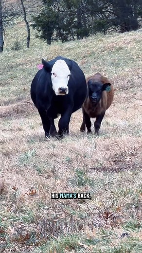 The oops is now fixed!🐮 | Katie Van Slyke