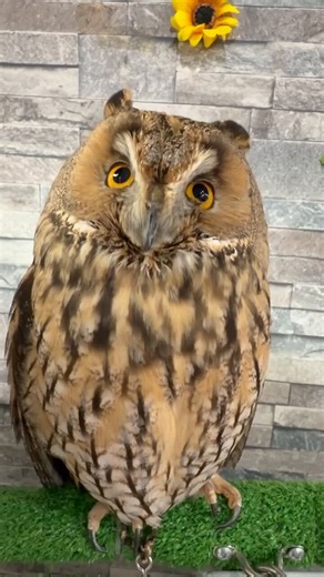 あうるぱーく フクロウカフェ池袋 ℡03(3984)1097 Owlcafe Tokyo (@owlparktokyo) on X
